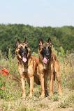 MALINOIS 237